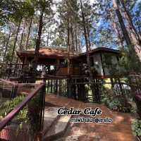 Cedar cafe ป่าสน @เขาค้อ