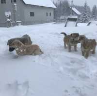巴爾幹半島蒙特內哥羅 大雪紛飛中的意外訪客