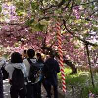 人数制限のお陰で、ゆったりと造幣局で、お花見。