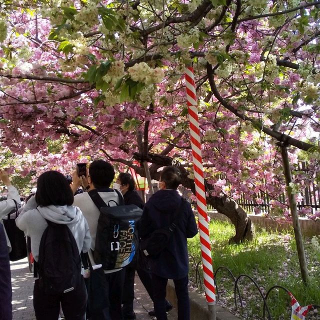 人数制限のお陰で、ゆったりと造幣局で、お花見。