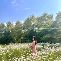 데이지 만발, 하남 소진담