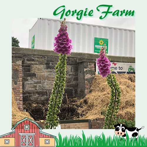 愛丁堡城市中的友好小農場Gorgie Farm