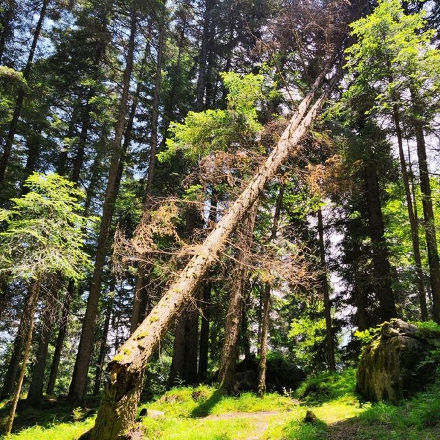 Yeliguan Forest Park