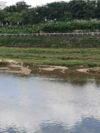 Nature walk along the Longhua river