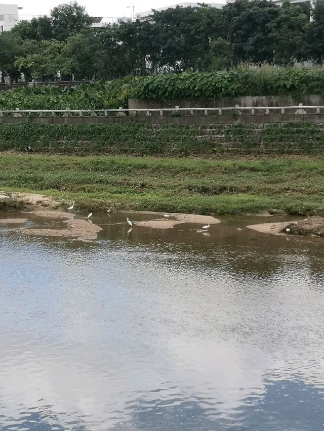 Nature walk along the Longhua river