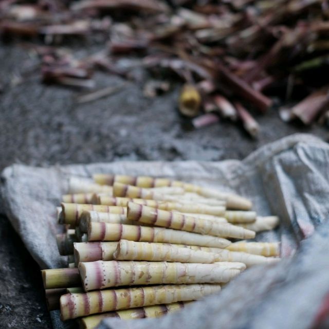 Picking Fresh Bamboo in Qingcheng Mountain