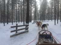Husky-Sledding in Rovaniemi, Finland🇫🇮✈️❄️