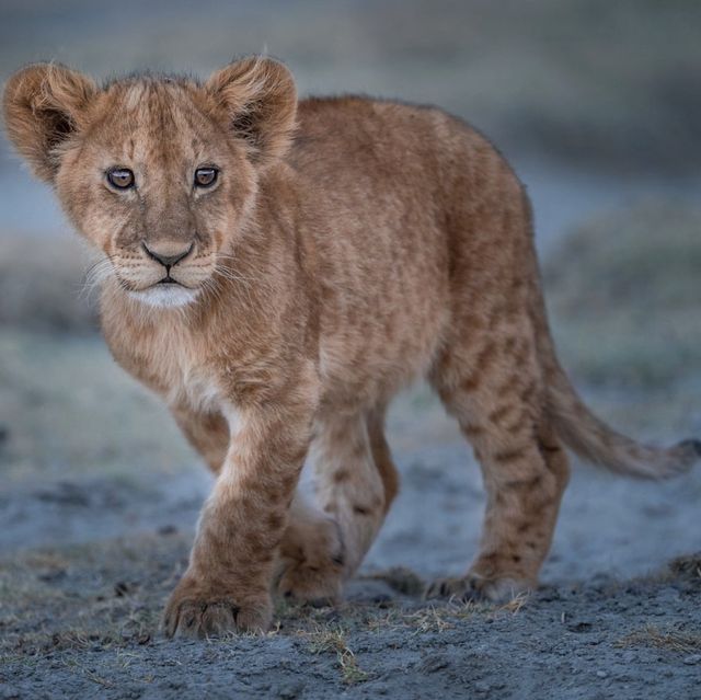 The Wildlife in Ngorongoro