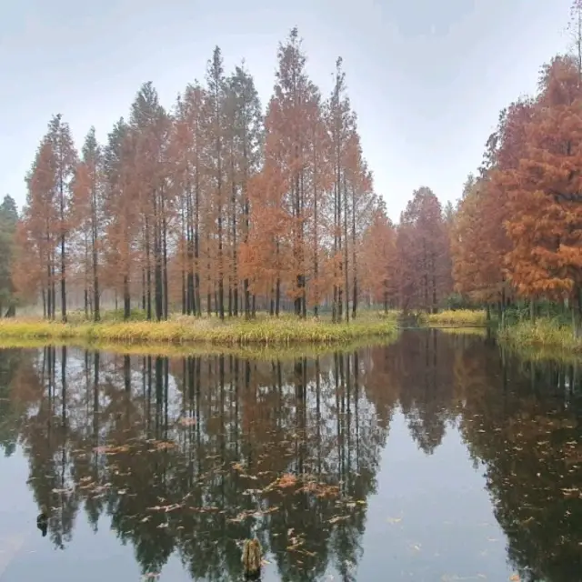 Look this colorful trees in the water