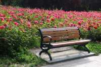 Fuyang's best place to enjoy roses in bloom - Delta Park.