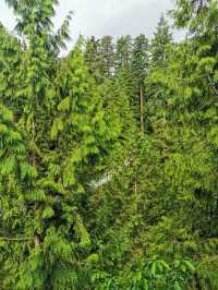 Capilano Suspension Bridge Park