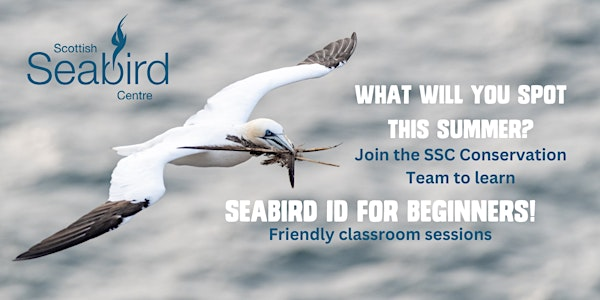 Summer Seabird ID: Beginners | Scottish Seabird Centre
