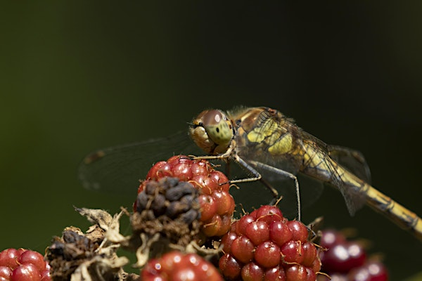 Teen workshop: Wildlife photography at Lackford Lakes (ELC  2810) | Lackford Lakes Nature Reserve