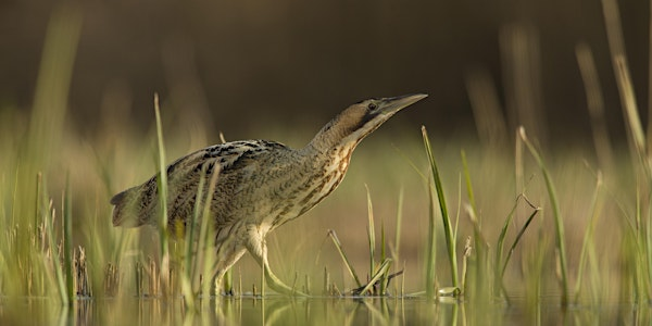 Birds and a Brew, Success Stories - Nature Discovery Centre, Friday 24 October | Nature Discovery Centre