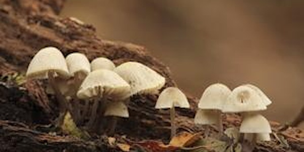 Fungi Identification for Improvers in the Field | National Trust - Sissinghurst Castle Garden