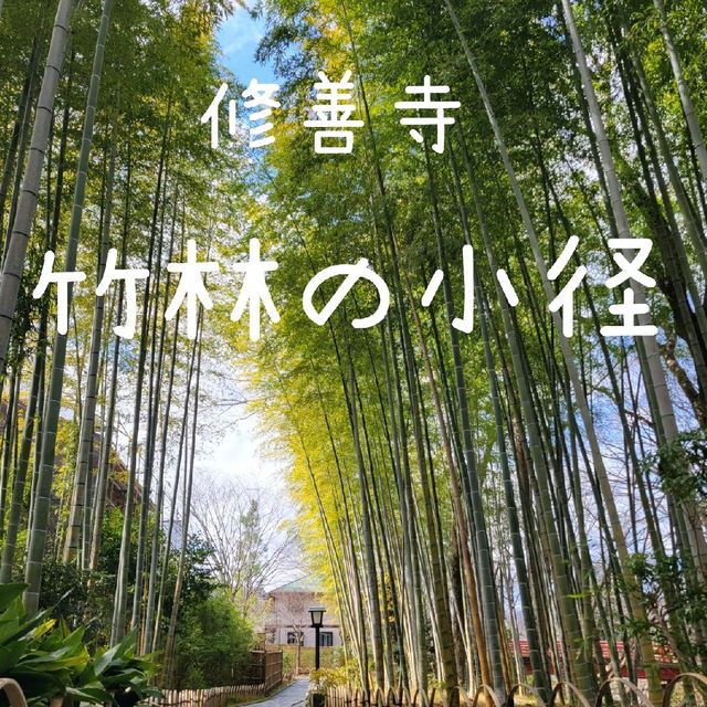 【修善寺】竹林の小径
