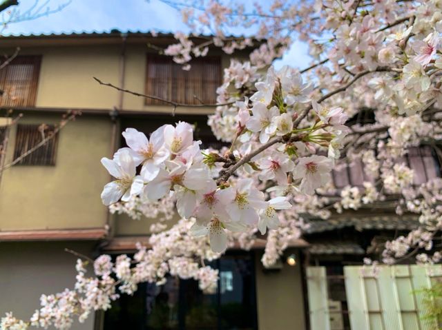 京都　KYOTO SAKURA桜めぐり❗️高瀬川沿いの桜に感動❗️