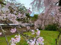 京都　SAKURA  桜めぐり❗️醍醐寺の霊宝館あたりの桜に感動❗️