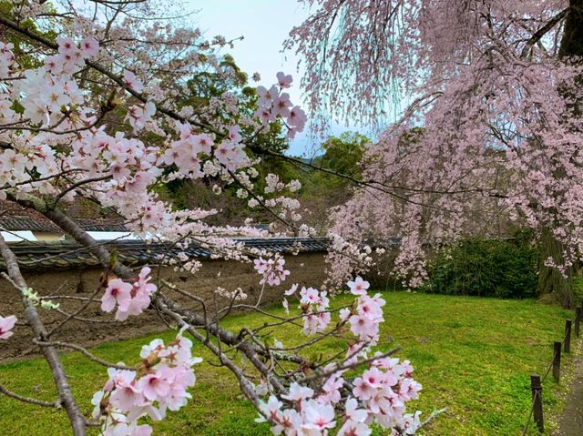 京都　SAKURA  桜めぐり❗️醍醐寺の霊宝館あたりの桜に感動❗️