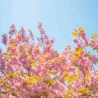 🌸겹벚꽃이 아름다운 [부산, 민주공원]🌸