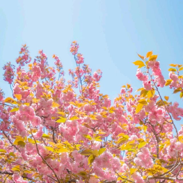 🌸겹벚꽃이 아름다운 [부산, 민주공원]🌸