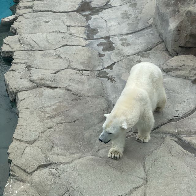 【神戸】神戸の動物園といえばここ❣️神戸市立王子動物園🐼