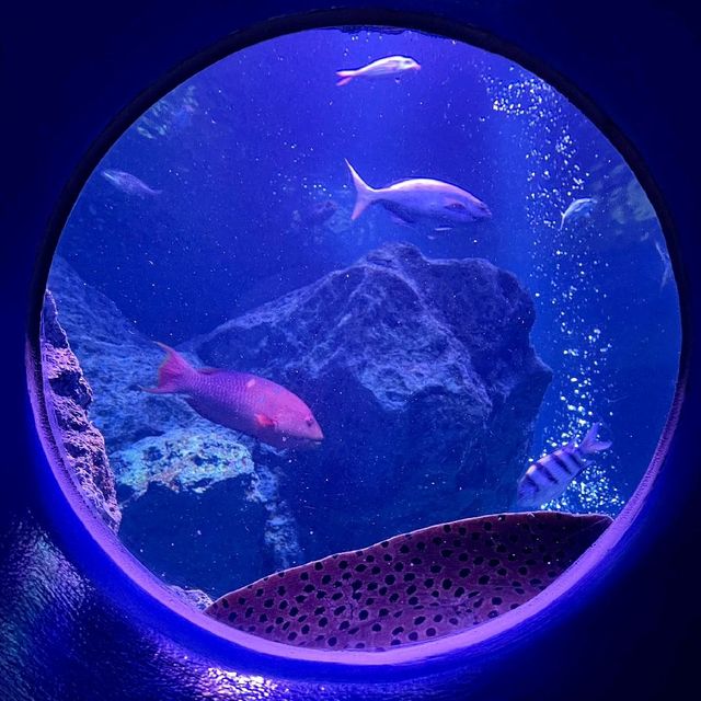 アイドルペンギンがたくさん！すみだ水族館