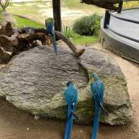 Hua Hin Safari Adventure Park