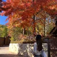 韓国【エバーランド】テーマパークで愉しむ韓国の秋🍁