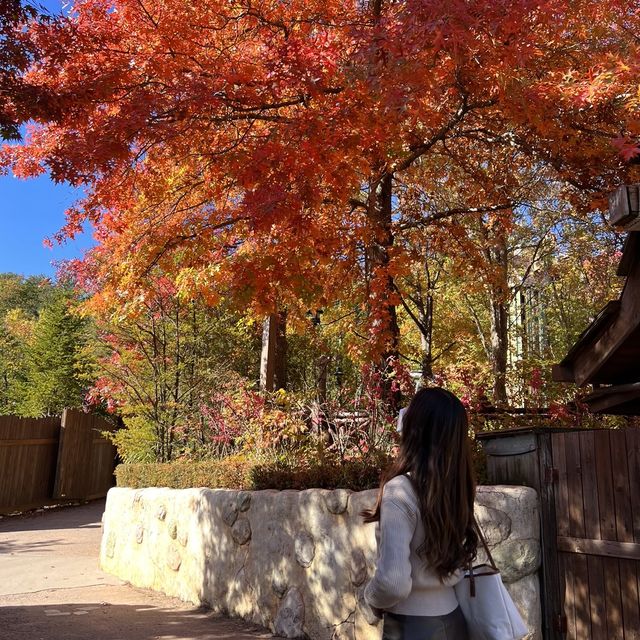 韓国【エバーランド】テーマパークで愉しむ韓国の秋🍁