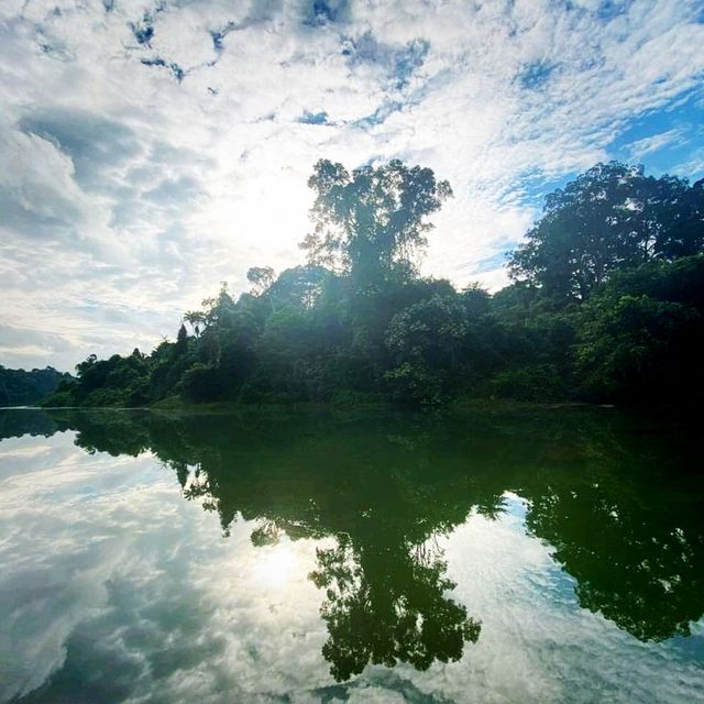 The Scenic Views Of Macritchie Reservoir