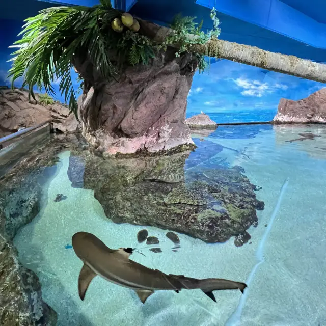 🇰🇷 COEX Aquarium Sharks and Stingrays