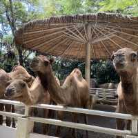 泰國曼谷Safari World 野生動物園世界