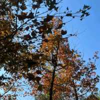 第1站: 大棠楓香林(紅葉篇)