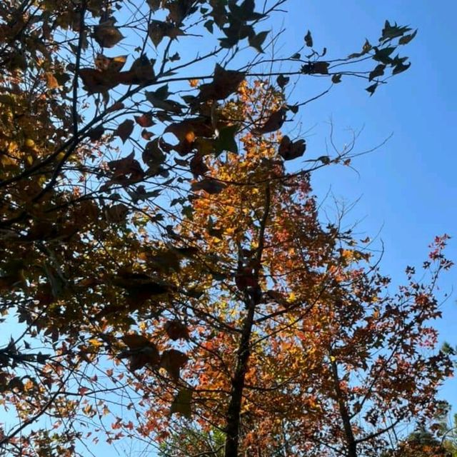 第1站: 大棠楓香林(紅葉篇) 第1站: 大棠楓香林(紅葉篇)