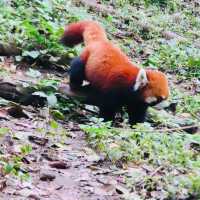 ROBUSTLY ADORABLE RED PANDAS 