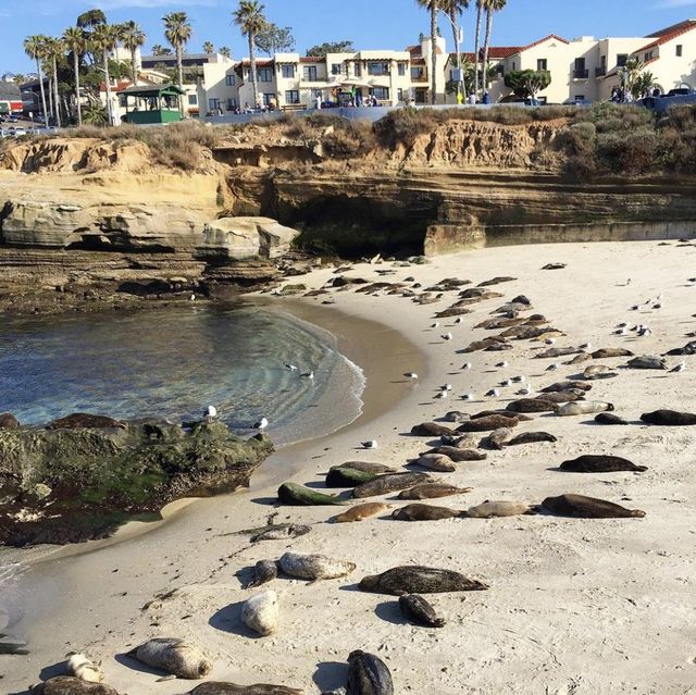 swim with seals!