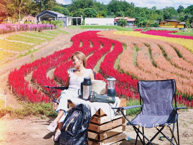 เริ่มเข้าสู่ฤดูหนาว ดอกไม้ก็เบ่งบาน 🌹💐🤩