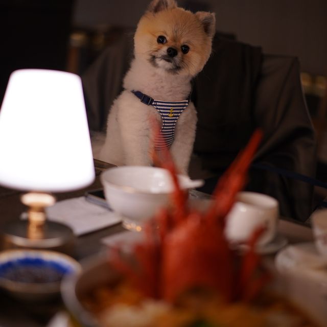 帶狗狗在紅棉樹下吃一頓晚餐 帶狗狗在紅棉樹下吃一頓晚餐