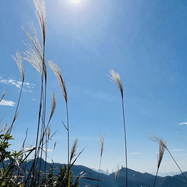 黃牛山尋芒草之旅