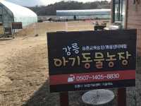 강릉 아기동물농장 아이와 함께 동물교감