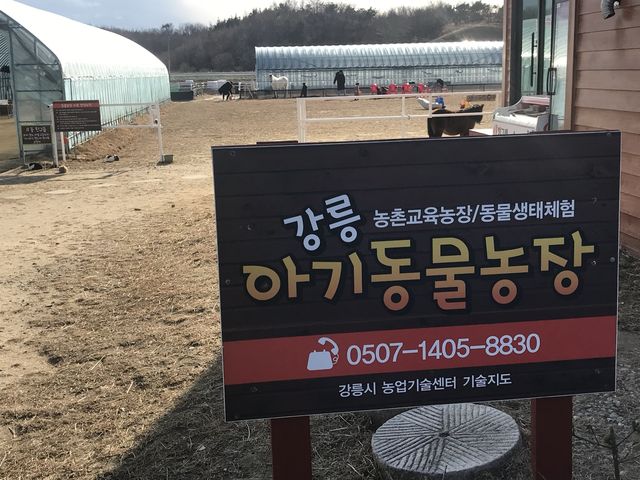 강릉 아기동물농장 아이와 함께 동물교감
