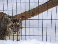 【北海道】雪の動物王国:円山動物園
