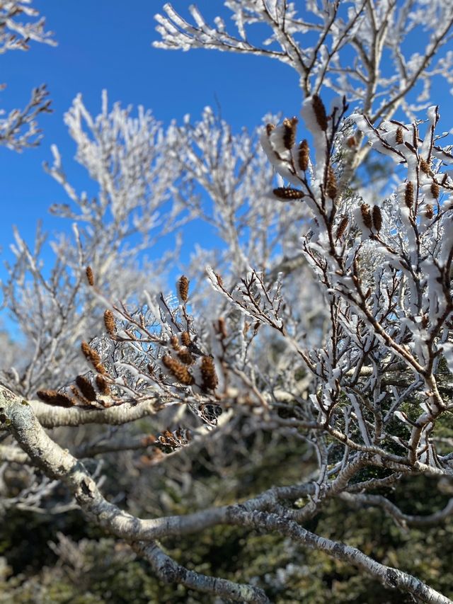 [제주도] 한라산 눈꽃 가득한 겨울 산행 ☃️❄️🌨🥶🤍