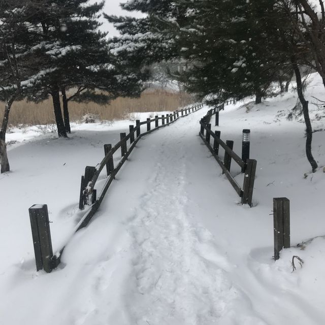 눈꽃세상에서 스키타기 🎿 