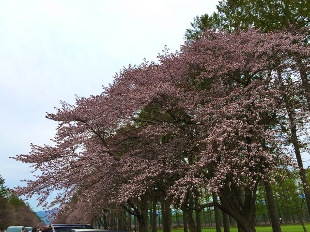 北海道　静内桜めぐり❗️ 二十間道路桜並木の桜に感動❗️