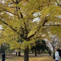 【広すぎる公園！】東京・立川の国営昭和記念公園を楽しむ