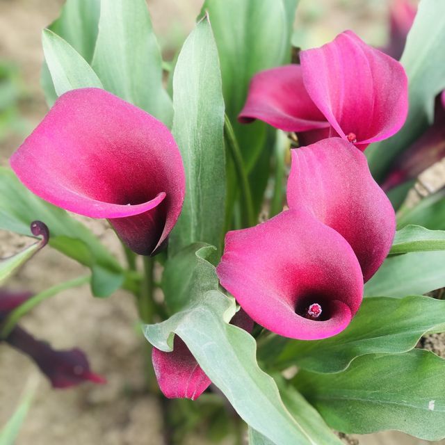 桃園彩色海芋季🌈芋見愛神💘真愛滿天下