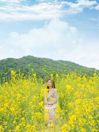 🌼 경주 불국사 근처 유채꽃 해바라기 카페 바실라 