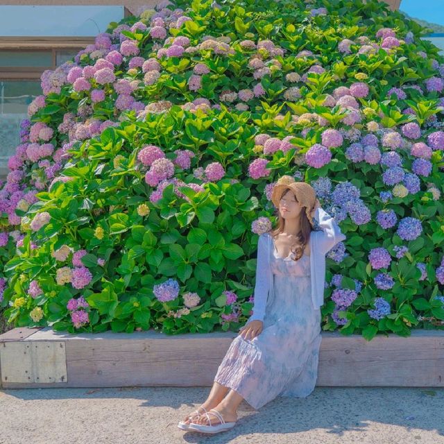 💙파란 대문집 앞의 아름다운 수국[거제도, 파란대문집]